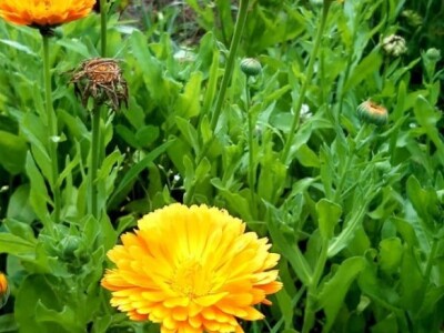 Izrada prirodne kozmetike