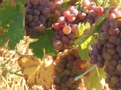 Izuzetan kvalitet grožđa ove godine