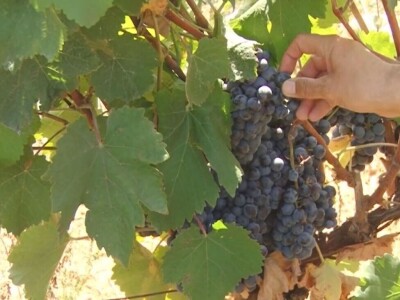 Izuzetan kvalitet grožđa ove godine