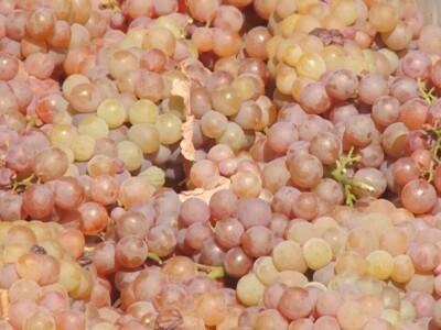 Izuzetan kvalitet grožđa ove godine