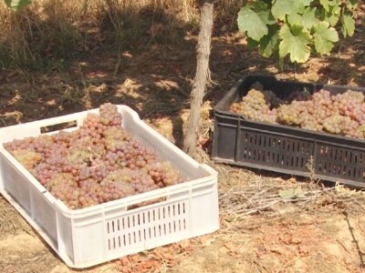 Izuzetan kvalitet grožđa ove godine