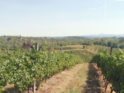 Izuzetan kvalitet grožđa ove godine