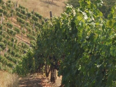 Izuzetan kvalitet grožđa ove godine