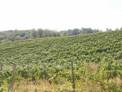 Izuzetan kvalitet grožđa ove godine