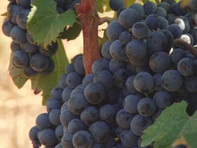 Izuzetan kvalitet grožđa ove godine