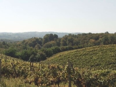 Izuzetan kvalitet grožđa ove godine