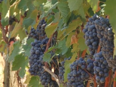 Izuzetan kvalitet grožđa ove godine