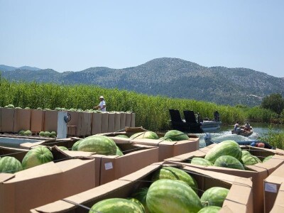 Izvlčenje ubranih lubenica splavima uz pratnju vještih neretvanskih gondoljera i čamaca