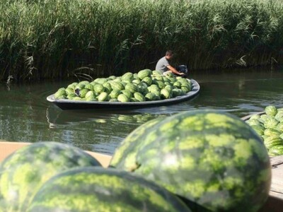 Prijevoz neretvanskih lubenica lađama
