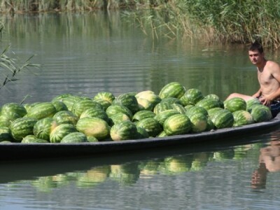 Izvlačenje lubenica neretvanskih u lađi