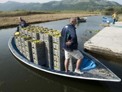 Izvlačenje ubranih mandarina u Neretvi - lađama, trupicama...