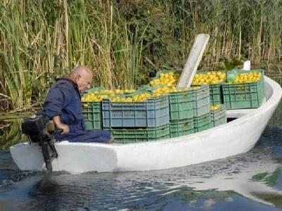 Izvlačenje ubranih mandarina čamcima u dolini Neretve