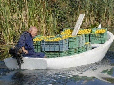 Izvlačenje ubranih mandarina čamcima u dolini Neretve