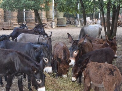 Izvorne pasmine domaćih životinja Istre