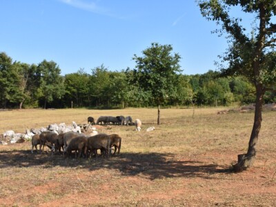 Izvorne pasmine domaćih životinja Istre