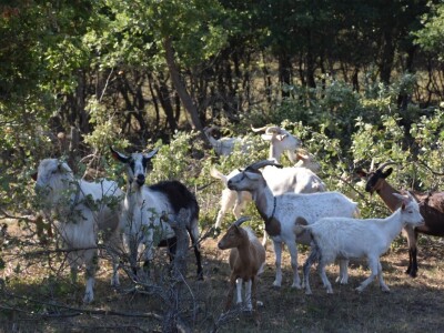 Izvorne pasmine domaćih životinja Istre