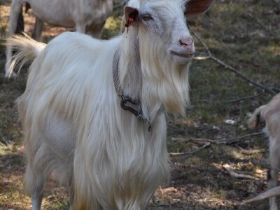 Izvorne pasmine domaćih životinja Istre