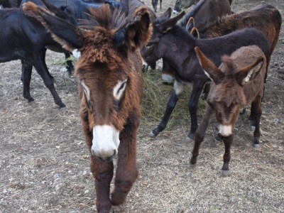 Izvorne pasmine domaćih životinja Istre