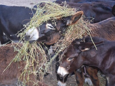 Izvorne pasmine domaćih životinja Istre