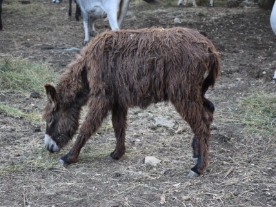 Izvorne pasmine domaćih životinja Istre