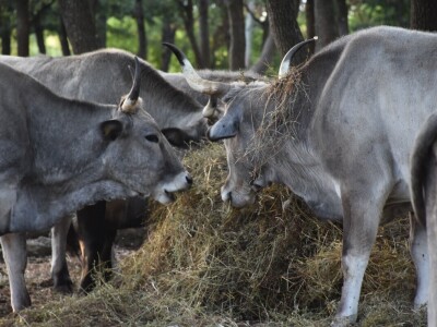Izvorne pasmine domaćih životinja Istre