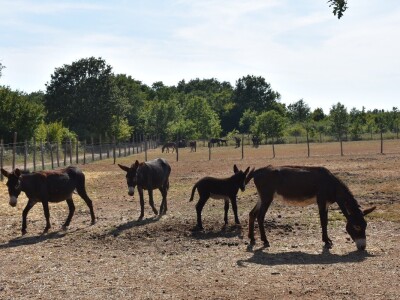 Izvorne pasmine domaćih životinja Istre