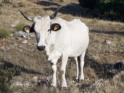 Izvorne  pasmine  goveda