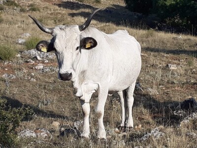 Izvorne  pasmine  goveda