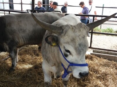 Izvorne  pasmine  goveda