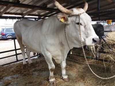 Izvorne  pasmine  goveda