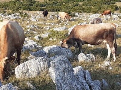 Izvorne  pasmine  goveda