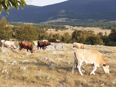 Izvorne  pasmine  goveda