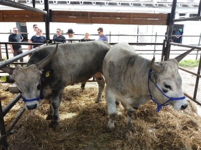 Izvorne  pasmine  goveda