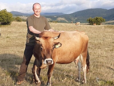 Izvorne  pasmine  goveda