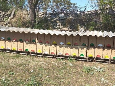 IZVOZ PČELA- Krste Bukvić sa partnerima i u jeku pandemije koronavirusa  izvozio pčelinje zajednice u Francusku