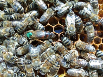 IZVOZ PČELA- Krste Bukvić sa partnerima i u jeku pandemije koronavirusa  izvozio pčelinje zajednice u Francusku