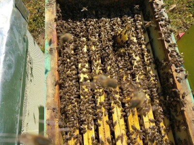 IZVOZ PČELA- Krste Bukvić sa partnerima i u jeku pandemije koronavirusa  izvozio pčelinje zajednice u Francusku