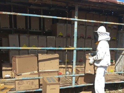 IZVOZ PČELA- Krste Bukvić sa partnerima i u jeku pandemije koronavirusa  izvozio pčelinje zajednice u Francusku