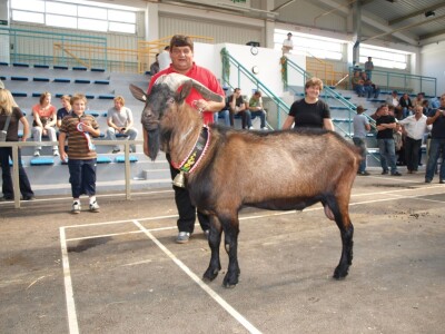Mliječna koza šampionka