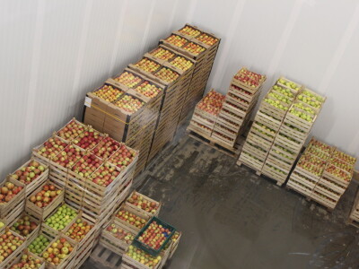 Jabike i kruške OPG Vesna Bašić