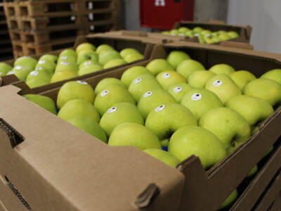 Jabike i kruške OPG Vesna Bašić