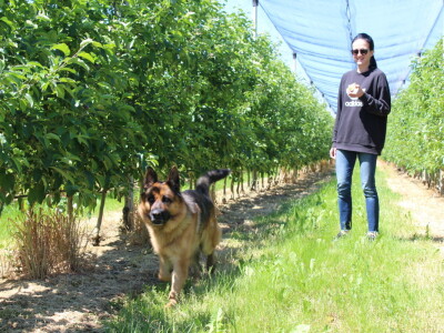 Jabike i kruške OPG Vesna Bašić