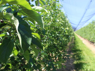 Jabike i kruške OPG Vesna Bašić