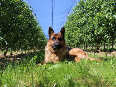 Jabike i kruške OPG Vesna Bašić