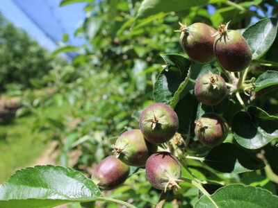 Jabike i kruške OPG Vesna Bašić