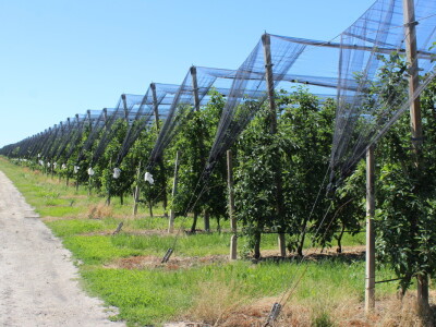 Jabike i kruške OPG Vesna Bašić