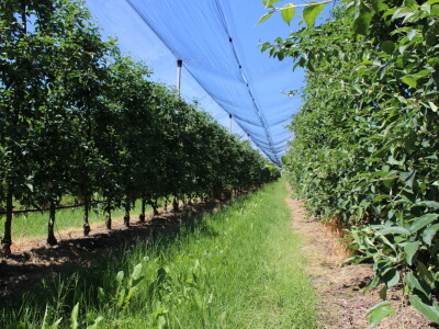 Jabike i kruške OPG Vesna Bašić