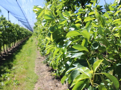 Jabike i kruške OPG Vesna Bašić