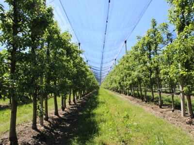 Jabike i kruške OPG Vesna Bašić
