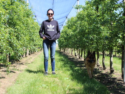 Jabike i kruške OPG Vesna Bašić